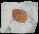 Fossil Leaf (Zizyphoides flabellum) - Montana #29109-1